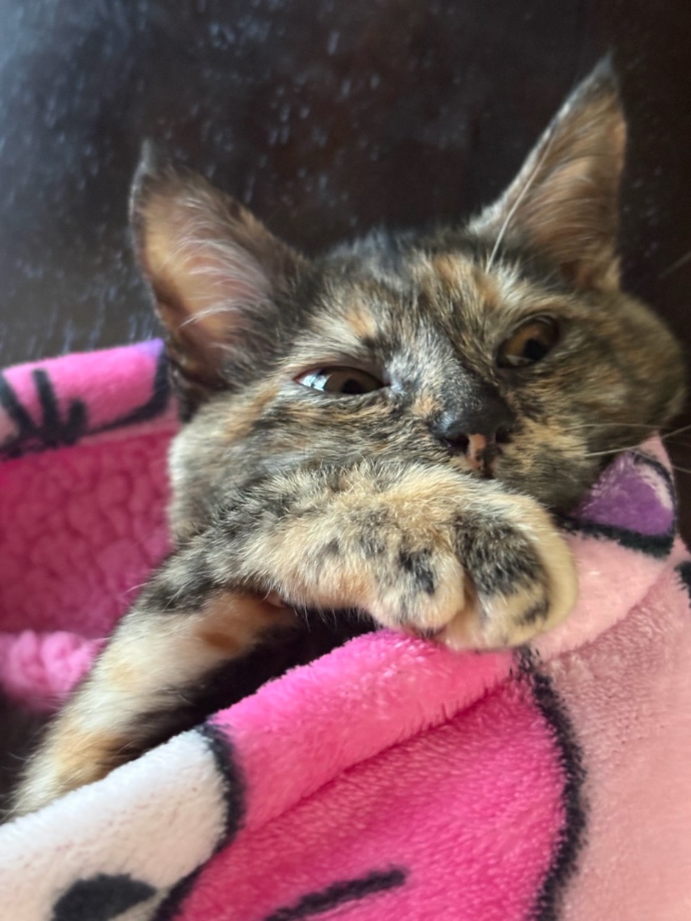 Meet your Posher, Catherine